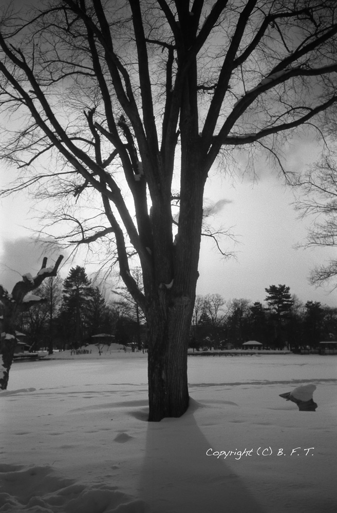 冬の公園　Kodak SnapKids Beauty